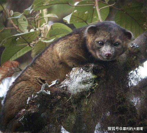 国产浣熊有细菌吗图片视频,揭秘萌物背后的健康秘密