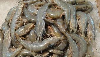 国产青虾请放心吃吗视频,放心享用，安心品尝