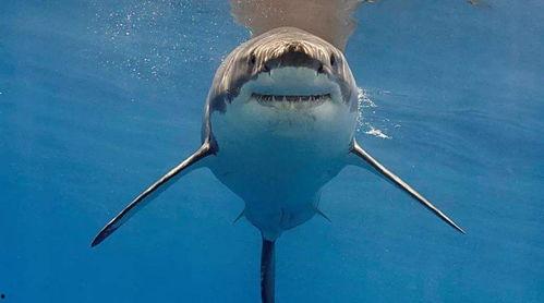 国产小鲨鱼比赛视频,速度与激情的海洋竞技盛宴