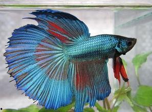 国产斗鱼可以小缸养吗视频,轻松实现斗鱼小缸养殖