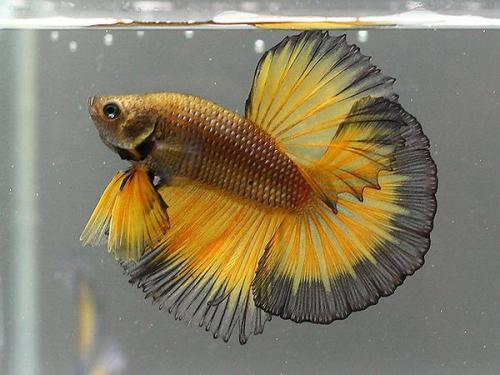 国产斗鱼可以小缸养吗视频,轻松实现斗鱼小缸养殖