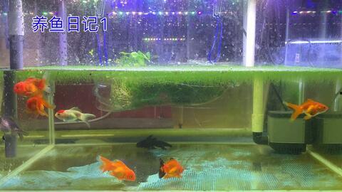 国产斗鱼可以小缸养吗视频,轻松实现斗鱼小缸养殖