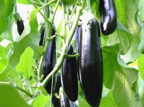 香蕉茄子视频国产在线,香蕉茄子视频，带你领略独特视听盛宴