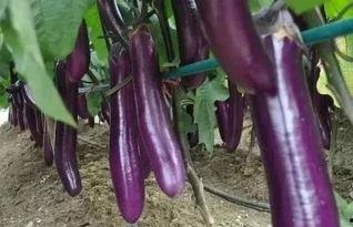 香蕉茄子视频国产在线,香蕉茄子视频，带你领略独特视听盛宴  第3张